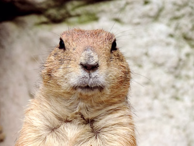 A ground hog looking at the camera.