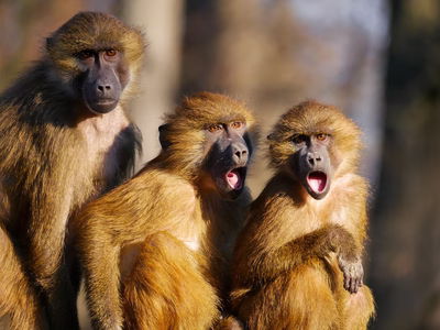 Three monkeys looking shocked and excited.