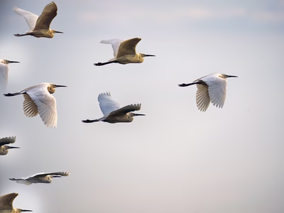 A flock of birds flying. 