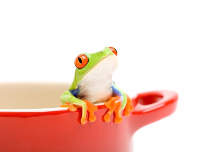 frog in a red bowl