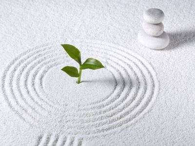 Seedling inside raked circle in zen garden with white sand