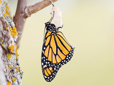 A yellow and black butterfly coming out of her chrysalis that's hanging on a branch. 
