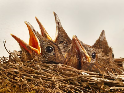 CSS nesting is here - front end developers represented as hungry chicks in a nest.