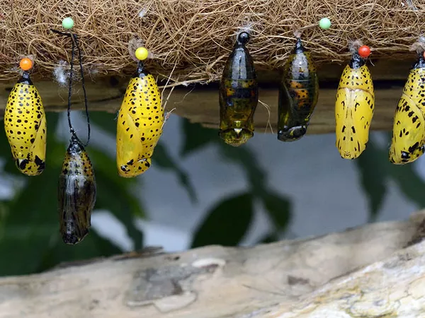 Beautiful yellow and black cocoons dangle from a tree, ready to give birth to recently metamorphosised butterflies.