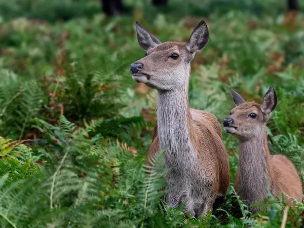 A deer and her fawn standing side by side in forest greenery looking to the left side. 
