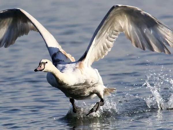 Swan flying over water and webbed feet touching the water creating a splash. 