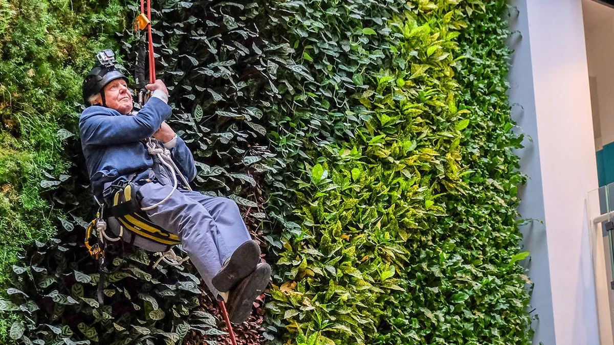 David Attenborough abseiling a 50ft tall living wall.