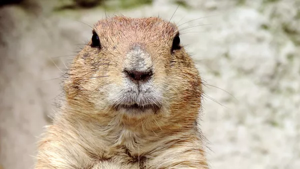 A ground hog looking at the camera.