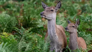 A deer and her fawn standing side by side in forest greenery looking to the left side. 