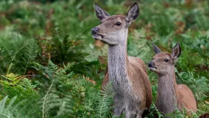 A deer and her fawn standing side by side in forest greenery looking to the left side.