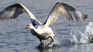 Swan flying over water and webbed feet touching the water creating a splash. 